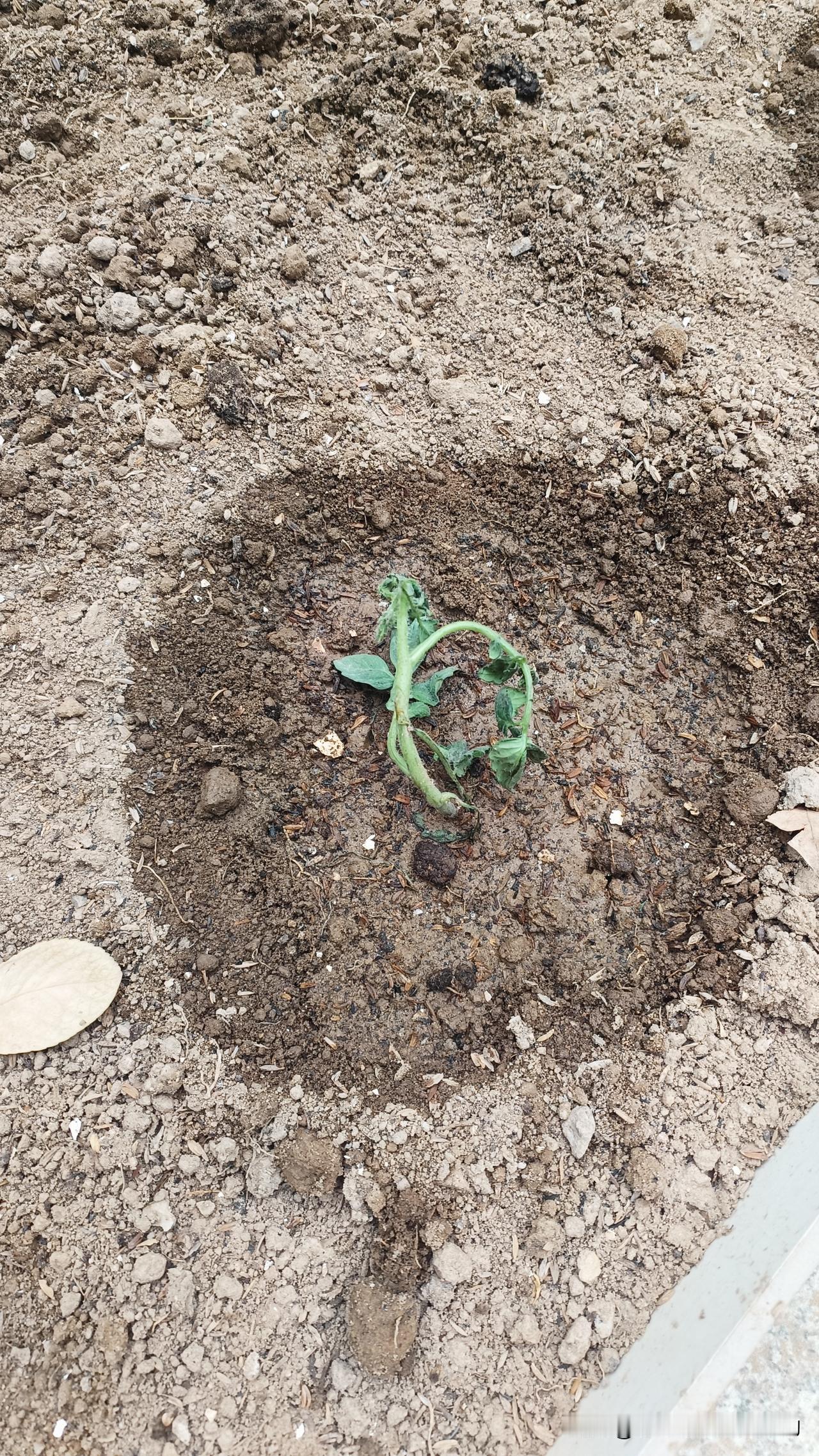 种菜黄叶烂根？5个施肥错一定要改！菜叶子发黄打蔫、根系发黑腐烂？别光怪天气