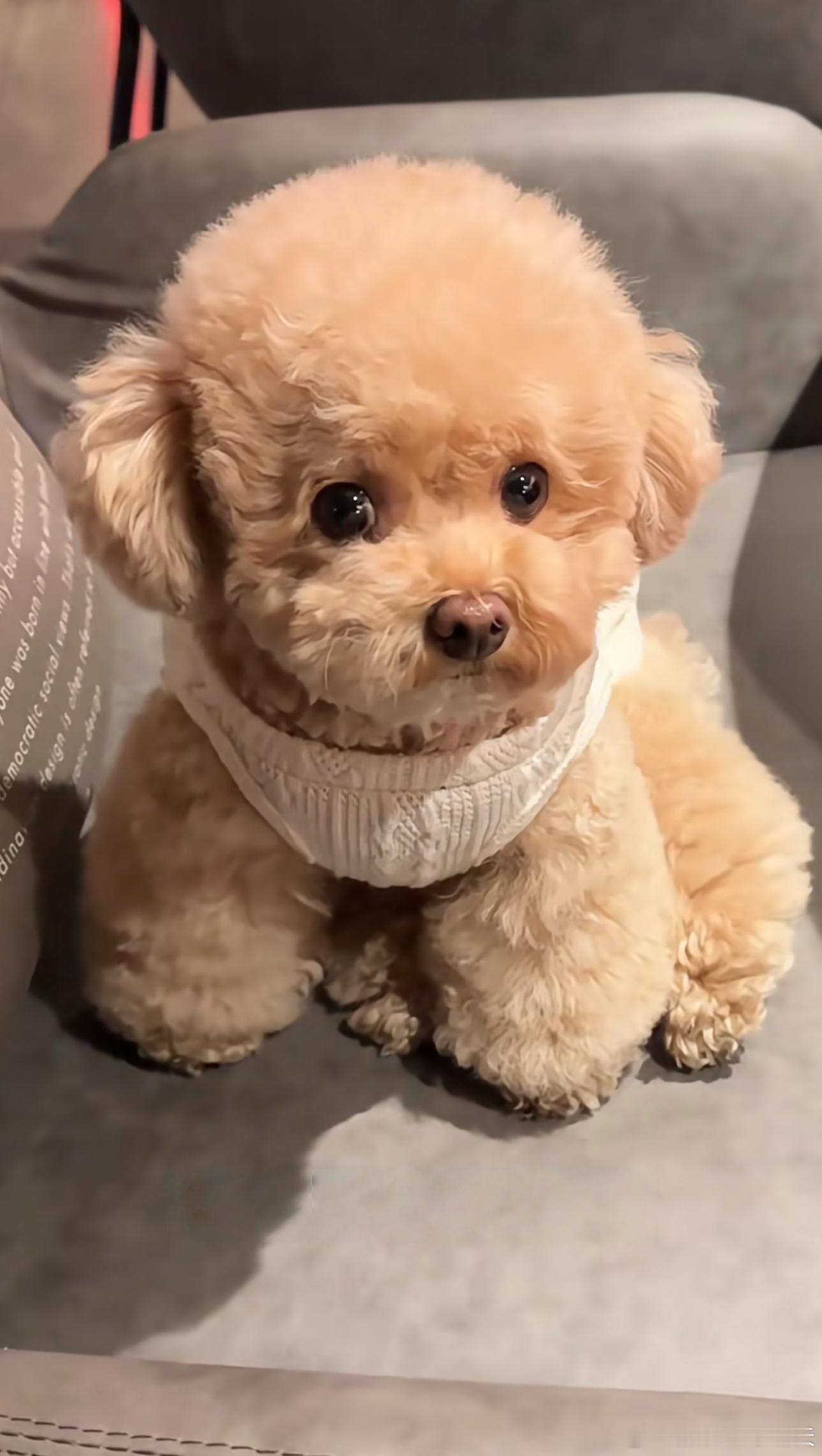 狗狗那么可爱，怎么这么霸道？😤​​​