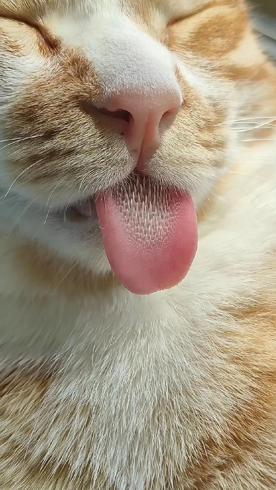 第一次知道猫咪的舌头，原来有“刺”啊～所以如果被喵咪舔过是什么感觉？会不会有那种