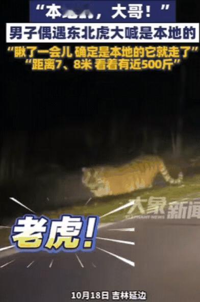 谁能想到晚上打车回家，居然能和近500斤的野生东北虎“面基”吉林这姑娘一开始
