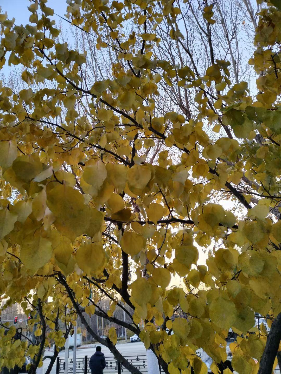 所谓的圣人，也分天圣和人圣。孔子是人圣，老子是天圣。这是不一样的。有为者必有