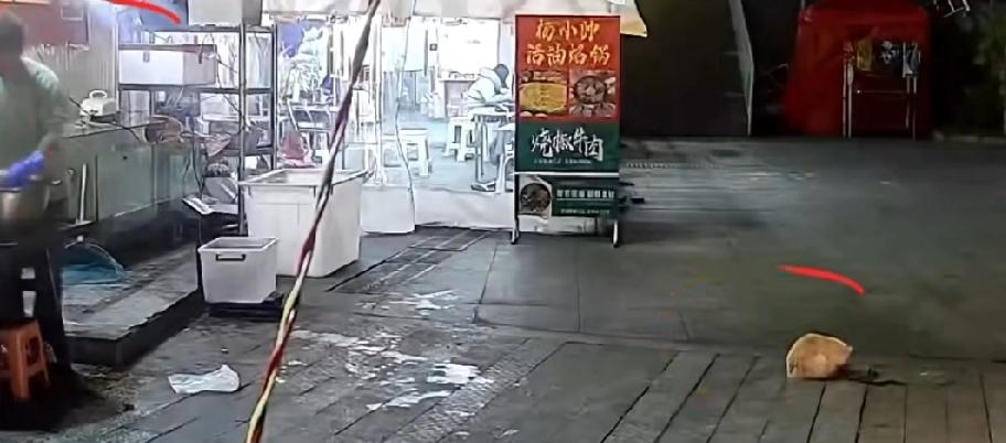 27日晚，贵阳一家烤鱼店老板石先生在店门口处理鱼杂时，看到一只连续一个多月来觅食