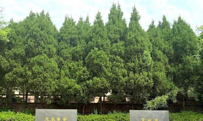 李政道的墓碑上没写诺贝尔奖，只刻了名字和生卒年。很多人说他低调，可翻看他晚年随