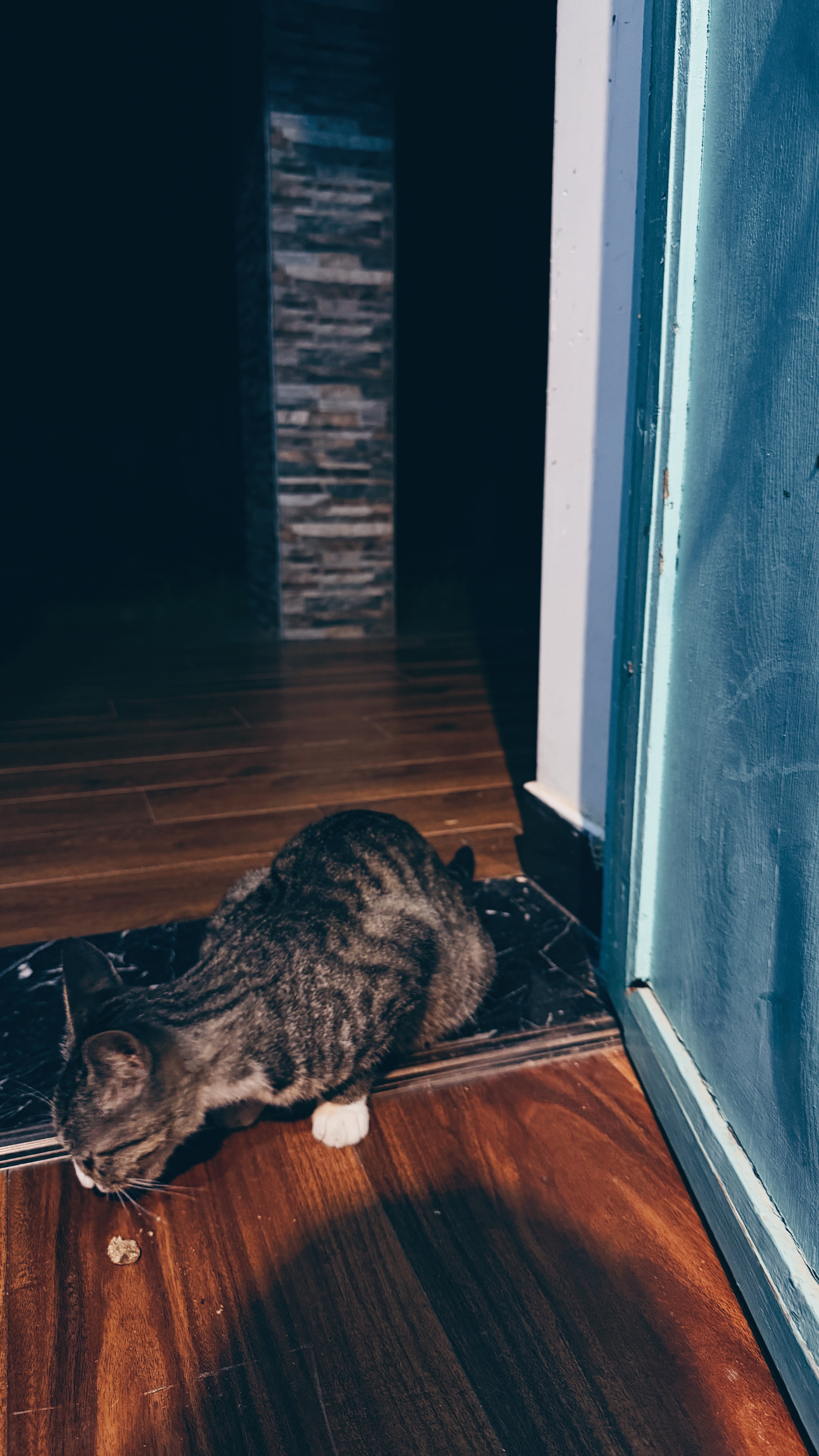 狸花猫聪明爆了。昨天第一次看到她，她带着幼崽在路中间啃别人丢的鸡骨头，见到我就