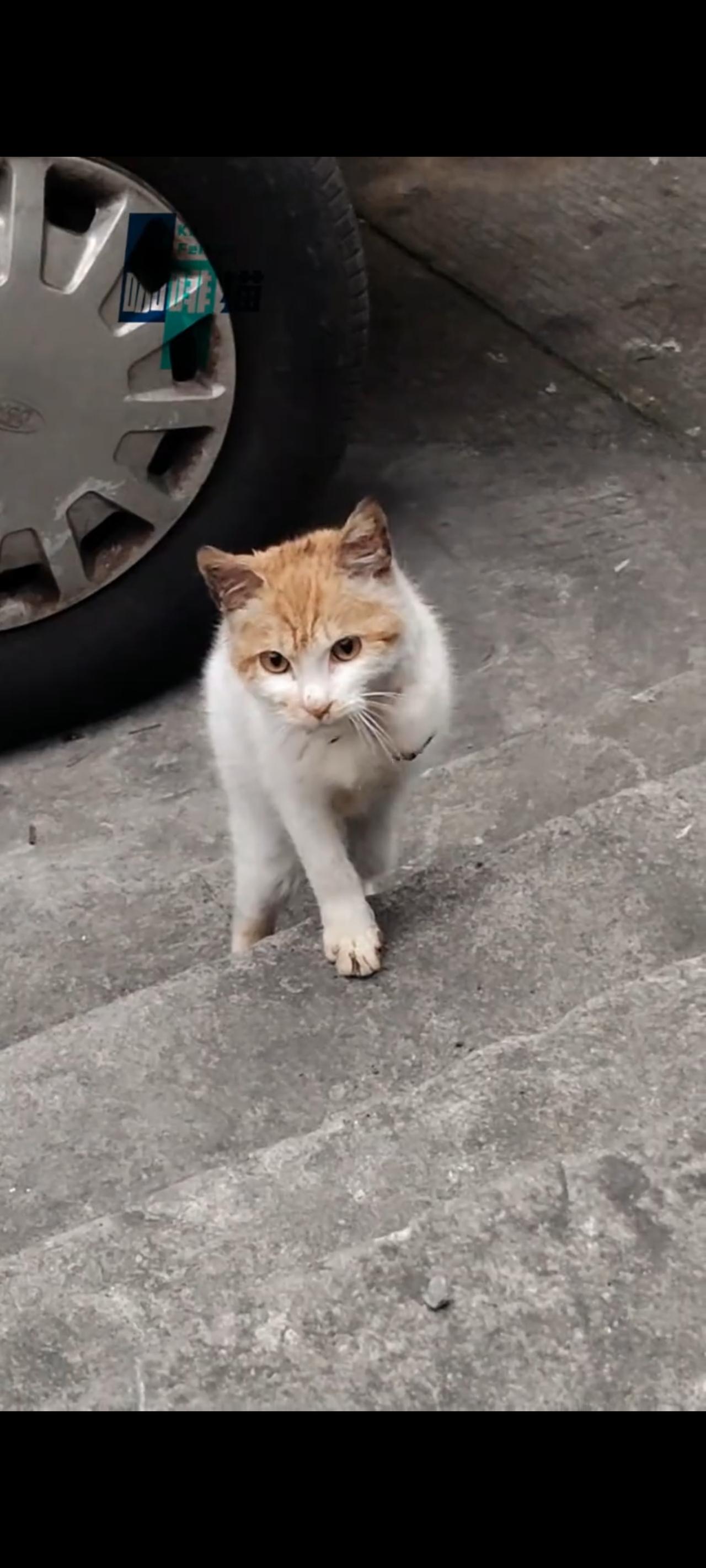 一只满目疮痍、伤痕累累，还失去了左手的流浪猫，突然艰难的爬到了台阶上，径直来到了