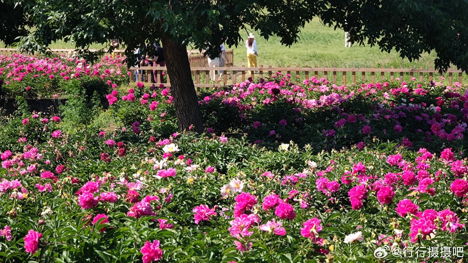 圆明园里的芍药花海摄影​​​