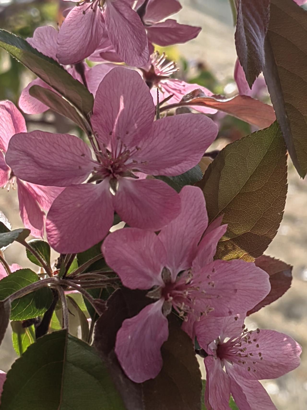 减肥成功的关键是什么?控制饮食，逐渐减量，坚持摄入量够用即可。不要幻想：正常人所