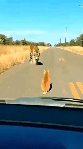 刷到一个短片，就两主角，一只虎，一只猫。老虎一步步逼近，浑身的肌肉绷成一块铁，
