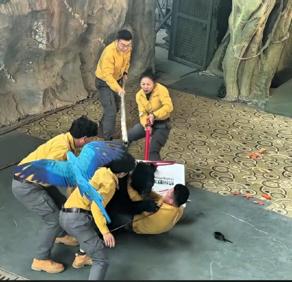 杭州野生动物园有一只小亚洲黑熊上了热搜，因为它在别的小熊表演时抱摔了饲养员。动