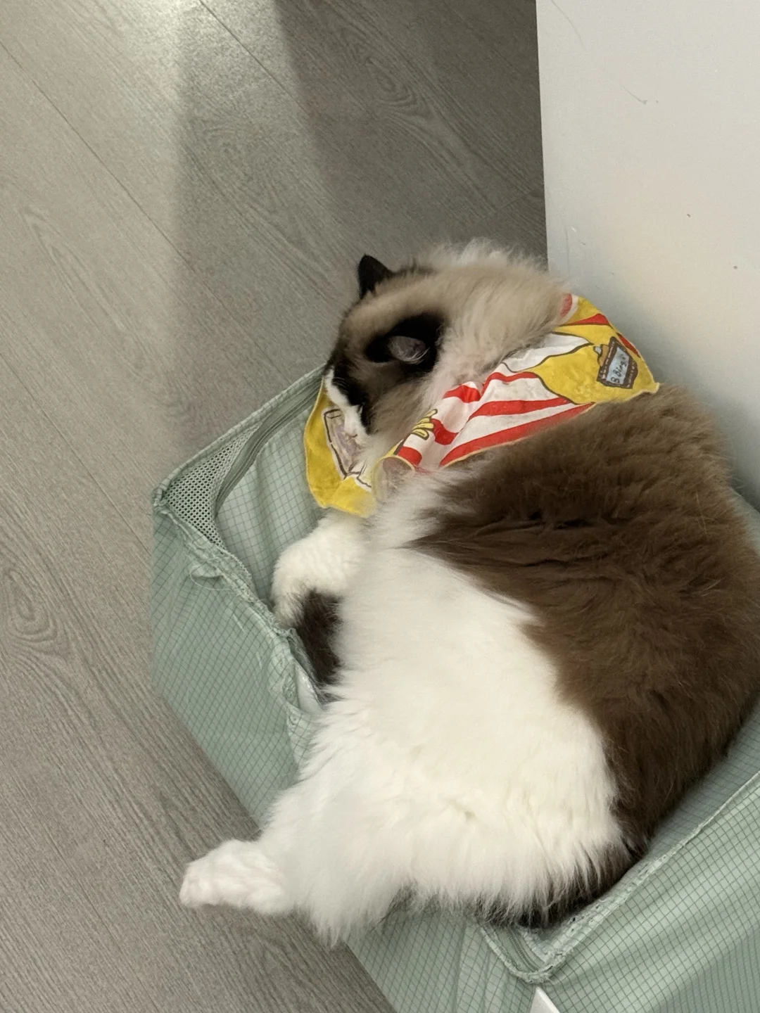 穿高叉🩲的短腿猫