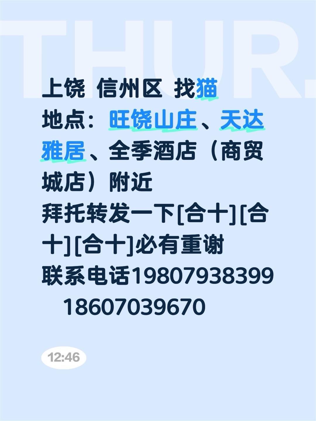 猫咪 找猫 猫丢了寻猫启事