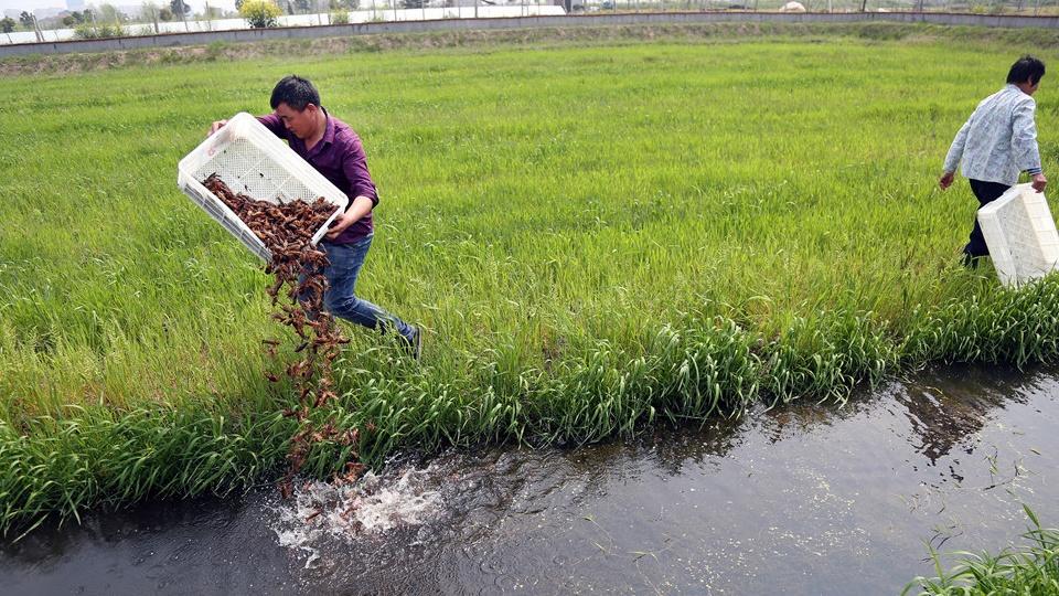 养殖龙虾, 水质中的重金属超标怎么处理, 消除隐患