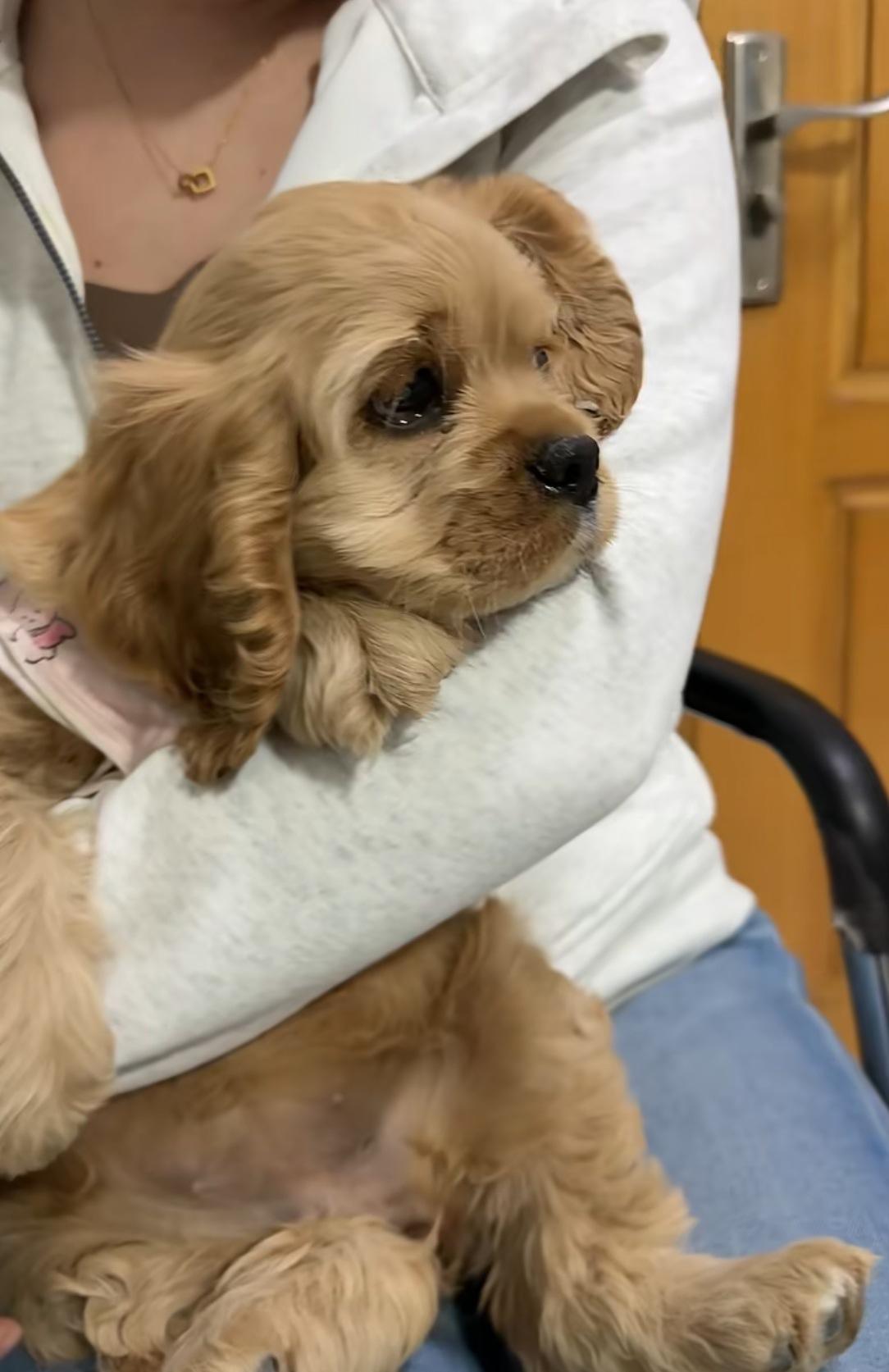 女子买海鲜逃单后续！摊主的可卡犬已经送回，逃单加偷狗的女子已经找到了，现在就看