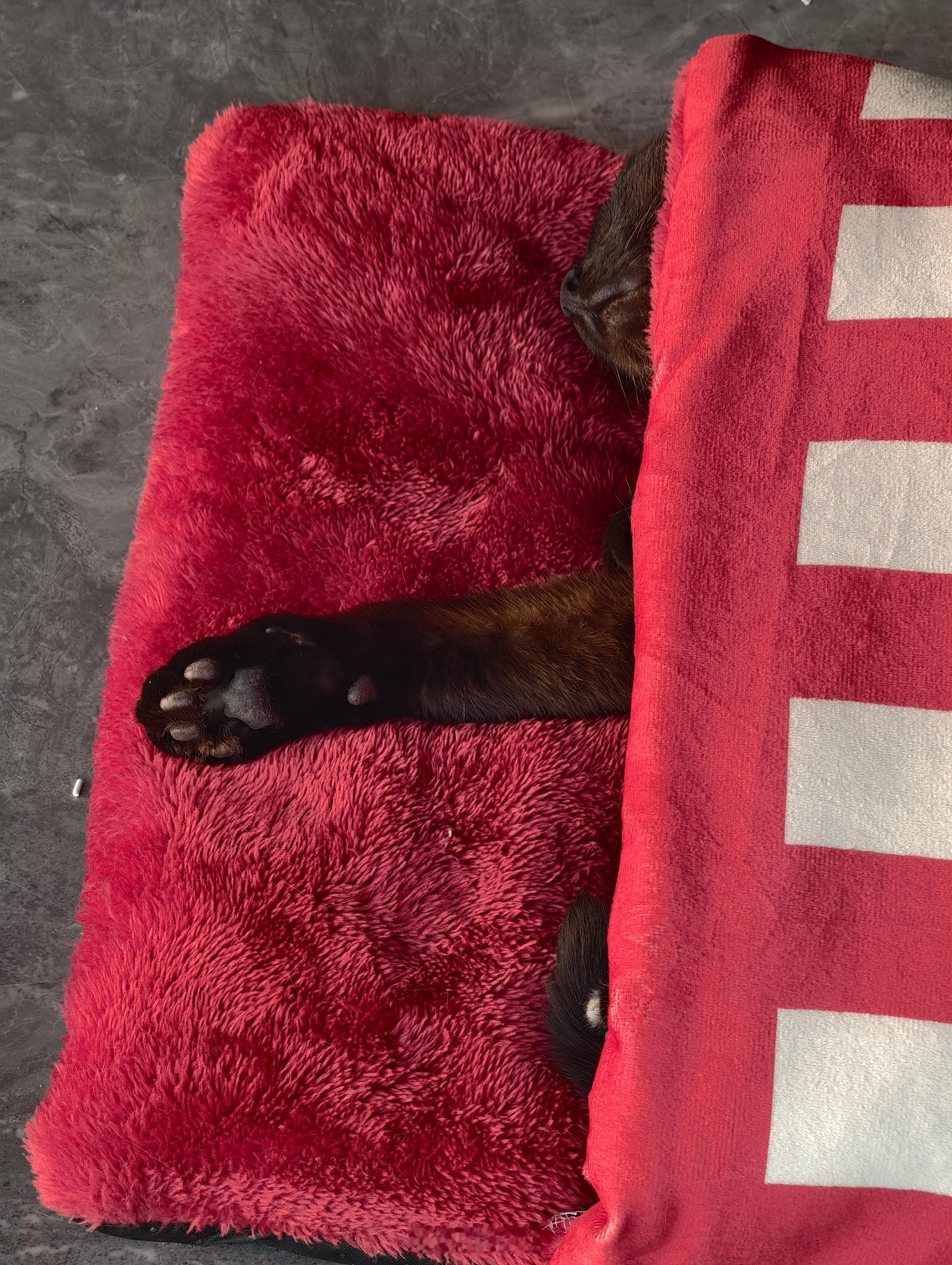 马哥在自己的小被窝里睡得脸都变形了它好舒服，好想送它去上班啊