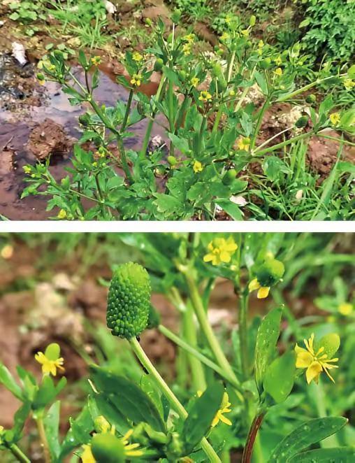 春季挖野菜必看❗️这种野草千万别认。🔥春季踏青、采野菜的家人一定要收藏！野外有