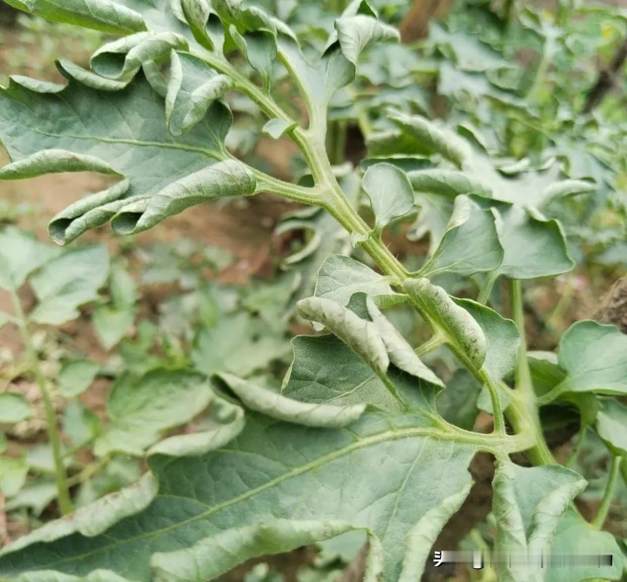 种西红柿老是卷叶？原来就分这3种！很多新菜友种西红柿，都被卷叶搞懵了，不知