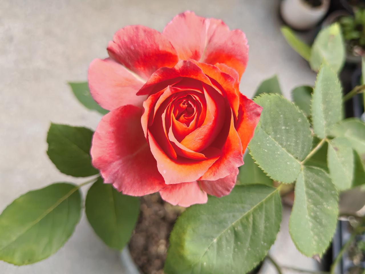 大舅今年80岁，前几天脑梗昏迷，送到医院急救，医生诊断不宜开颅手术。大舅两个
