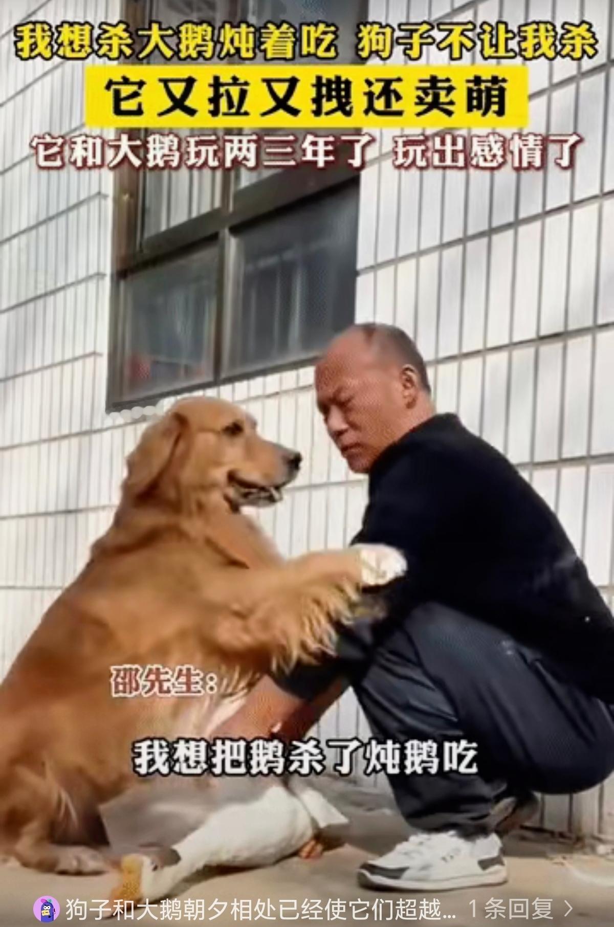 谁说动物不懂情？河南这只狗，用眼泪保住了伙伴的命，看得人鼻子发酸。