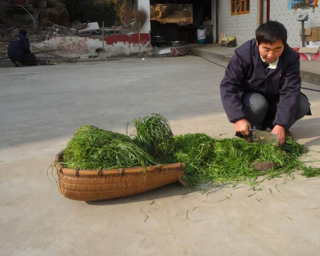 养了三年黑山羊没赚到钱，该坚持还是放弃？很多养黑山羊的同行，心里都藏着同样的纠结