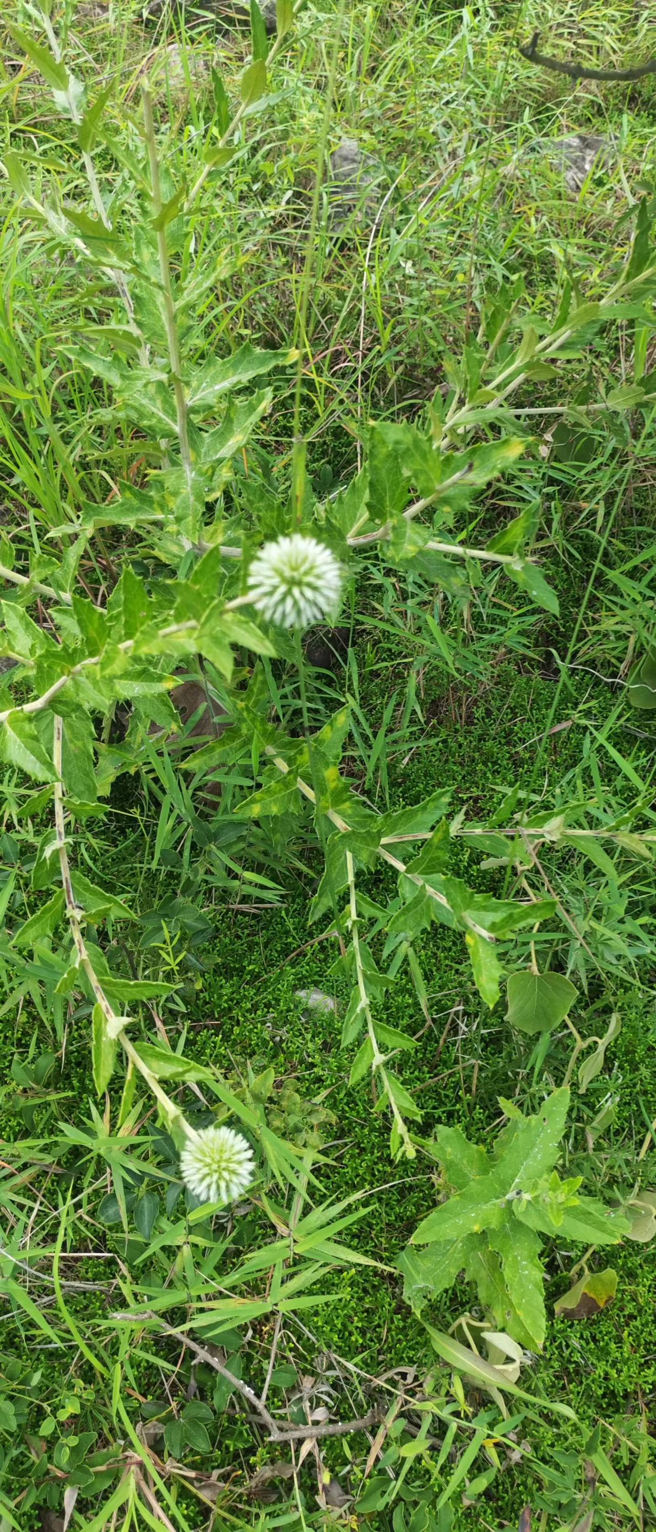 你认识这株植物吗？说一说叫什么？