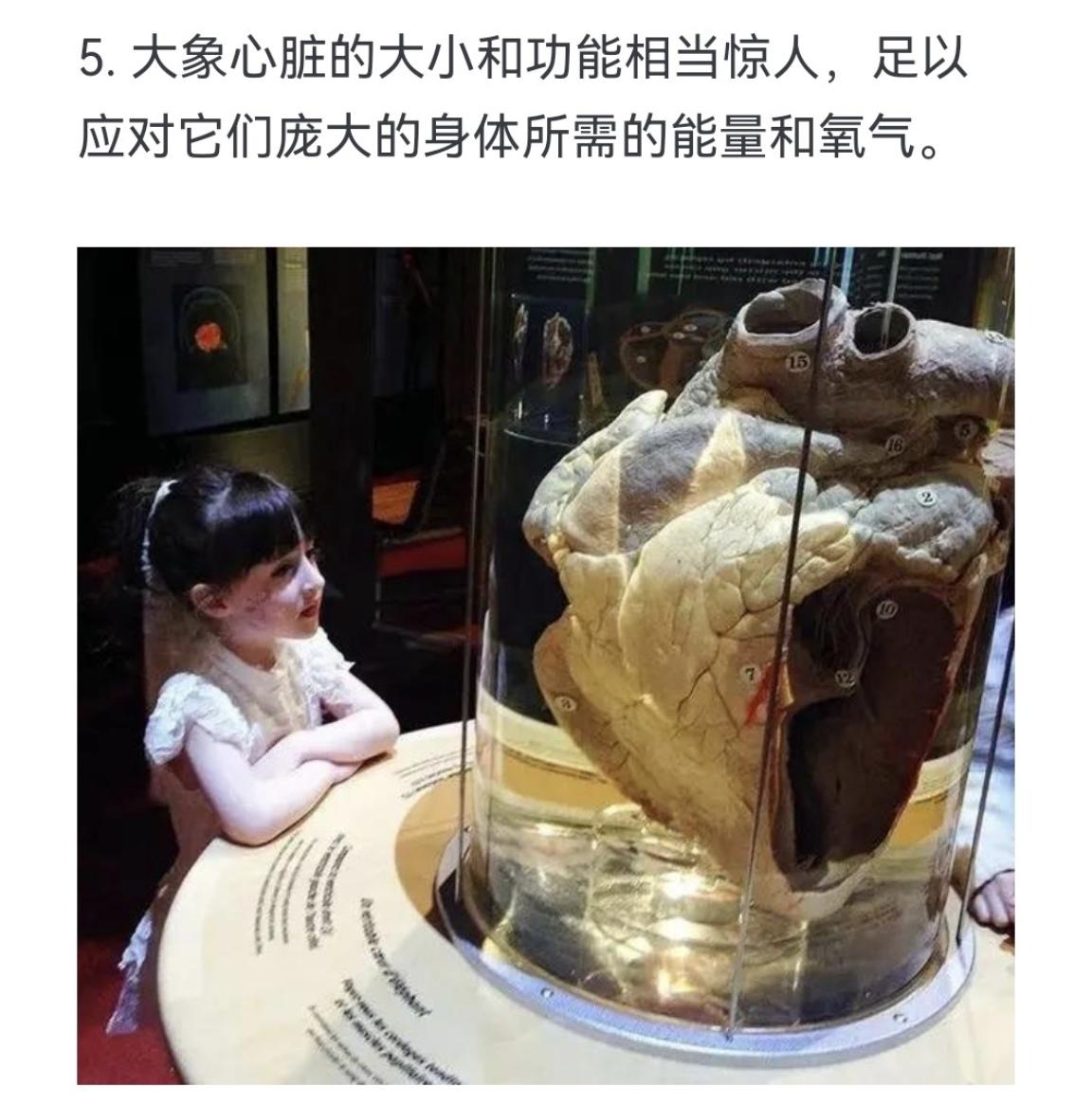 大象心脏的大小和功能相当惊人，足以应对它们庞大的身体所需的能量和氧气。