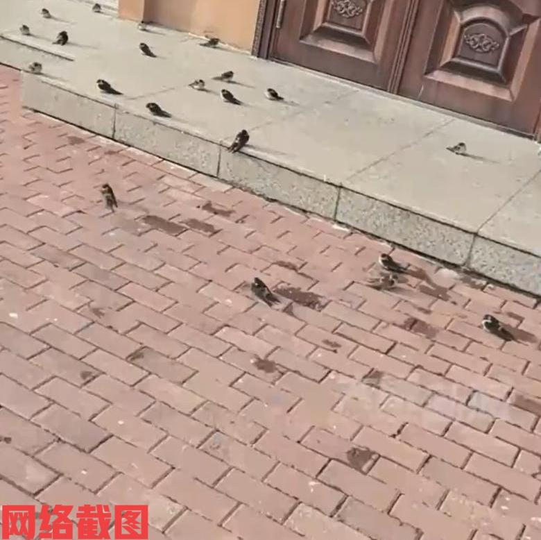 黑龙江五常有女子发现奇怪现象。原来在过冬的时候燕子们都会南飞，以来避开东北的