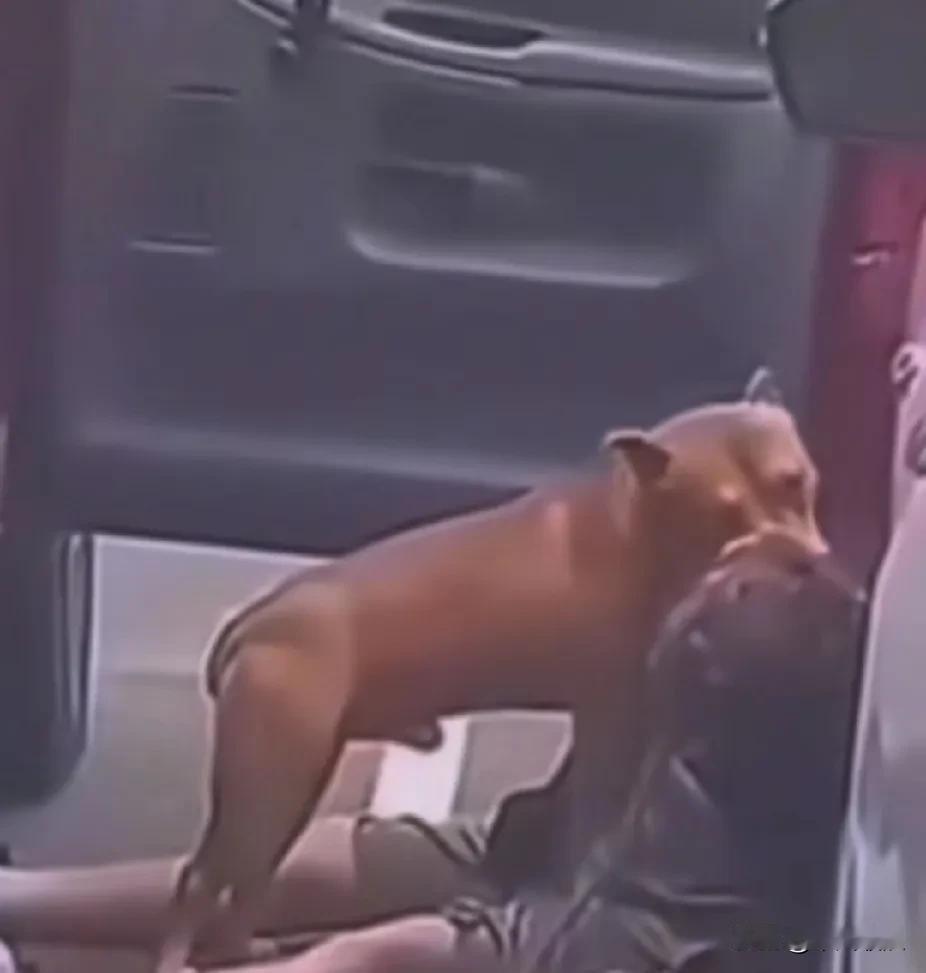 主人把比特犬当作儿子一样饲养，没想到最后却被它咬死。被比特犬咬晕之后，耳朵和喉咙