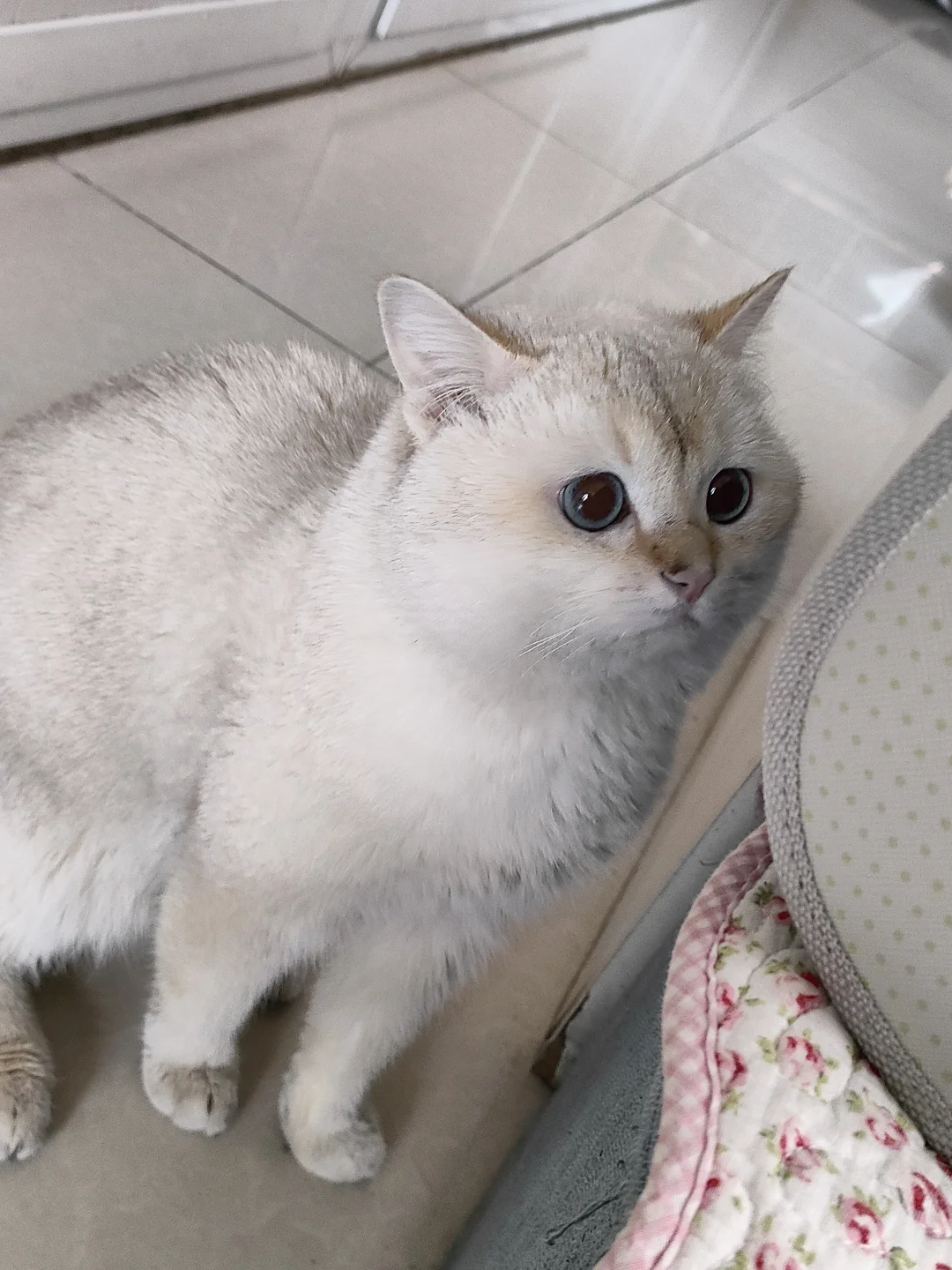 宠物医院看见的委屈小猫想带回家