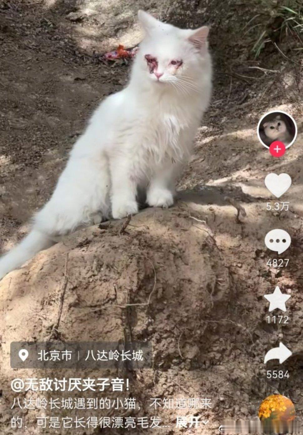 不喜欢请不要伤害，一只漂亮的野生猫猫在景区都会变成这样平时的小猫没有警惕心的话