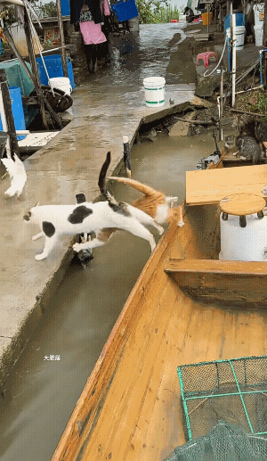 落水狗见多了，落水猫很少见，船长忙得很啊，不是在捞猫，就是在捞猫的路上![捂脸哭]