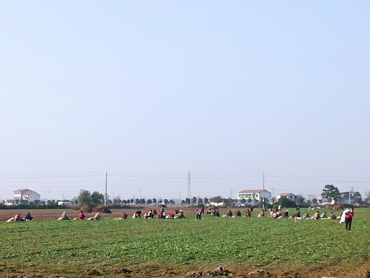 荠荠菜地里好风光。河南豫东一个乡村,在经过土地流转过来的土地上,种植了荠