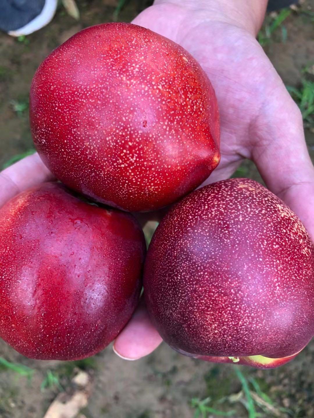 夏天水果，红桃打卡攻略｜一口爆汁的夏日甜蜜🍑谁能拒绝夏天挂满枝头的红桃啊！果