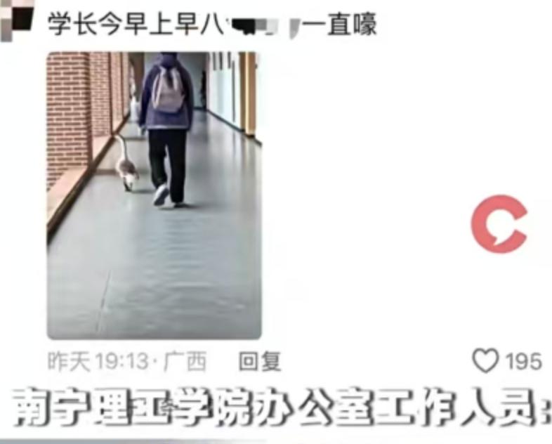 走红只需要一只鹅，这大概就是南宁理工学院最近最真实的写照。这几天，一只被学生们戏