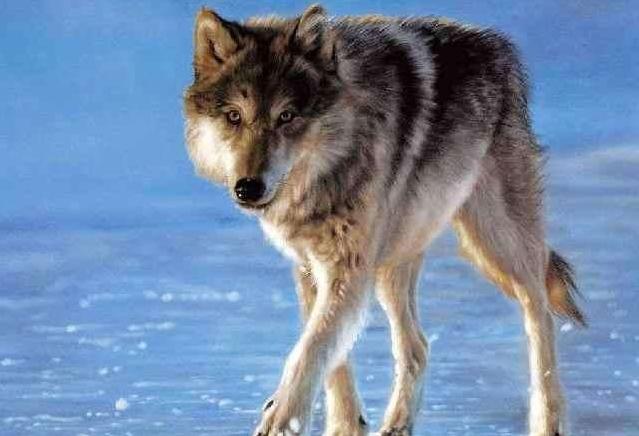 狼王的一生有多悲催？一位60多岁的老猎人告诉我，大部分人不知道，一只野狼当上新狼