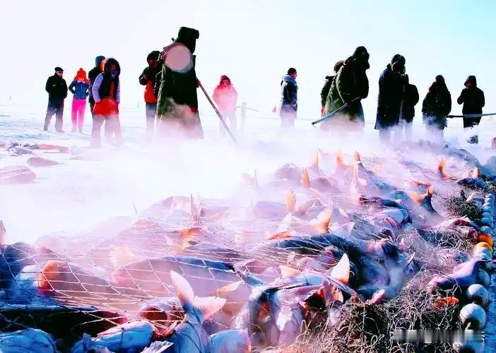 京东之所以拍这个，是因为京东生鲜的查干湖鱼卖的很好。一条头鱼，就可以赚回查干湖