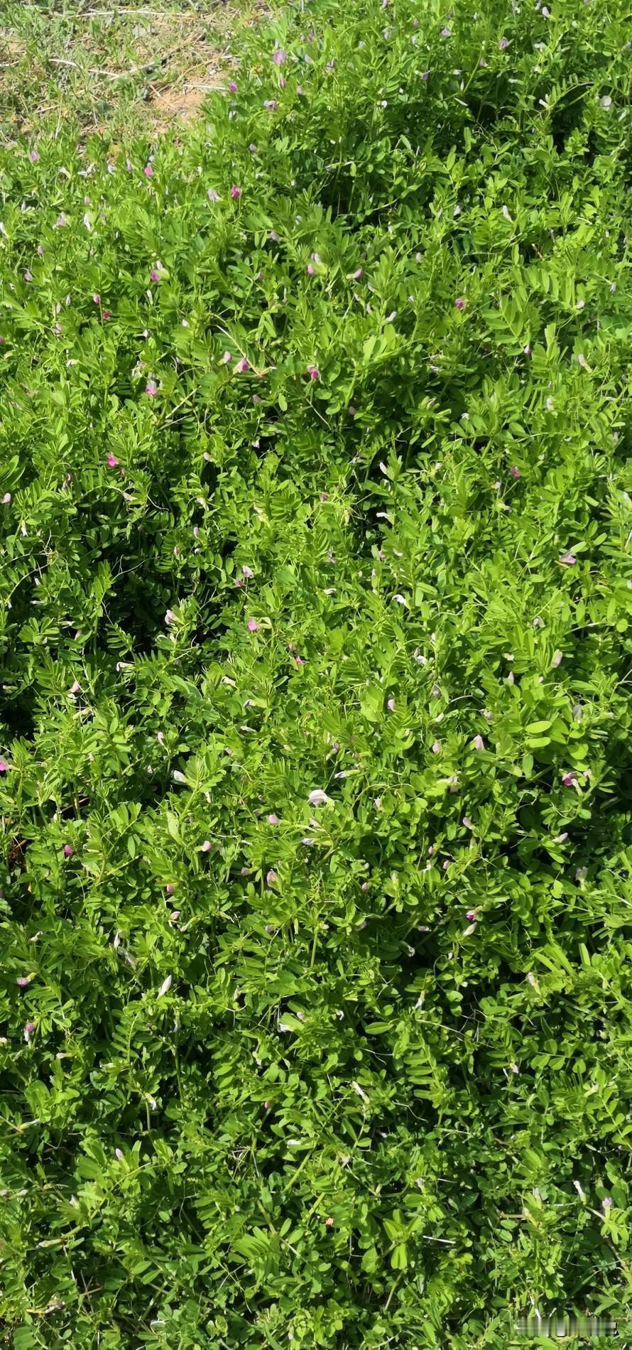 早安。风从车窗漫进来，带着春日独有的温柔与草木清香，把发丝轻轻扬起，也把一整个