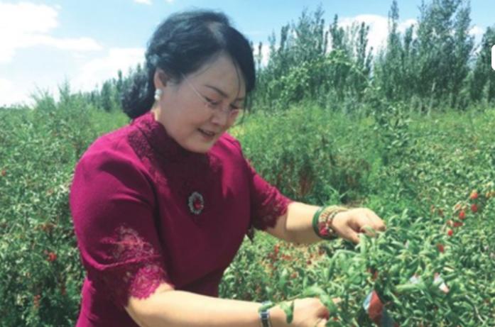 甘肃女子不顾劝阻，砸千万买下万亩荒地。13年后，地里的"宝贝"给她带来年收入2.