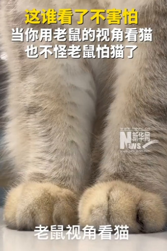 当你用老鼠的视角看猫，也不怪老鼠怕猫了。