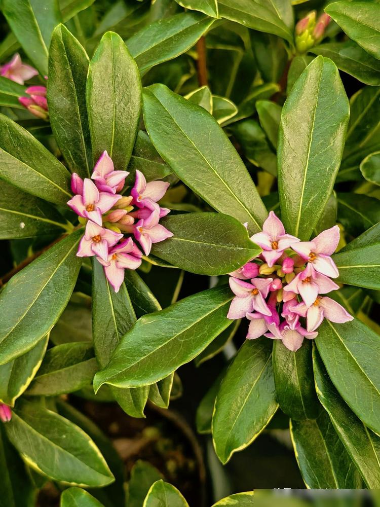 金边瑞香一听到这个名字，就知道这种花～香味浓郁，花开小巧精致，由数十朵小花组成一