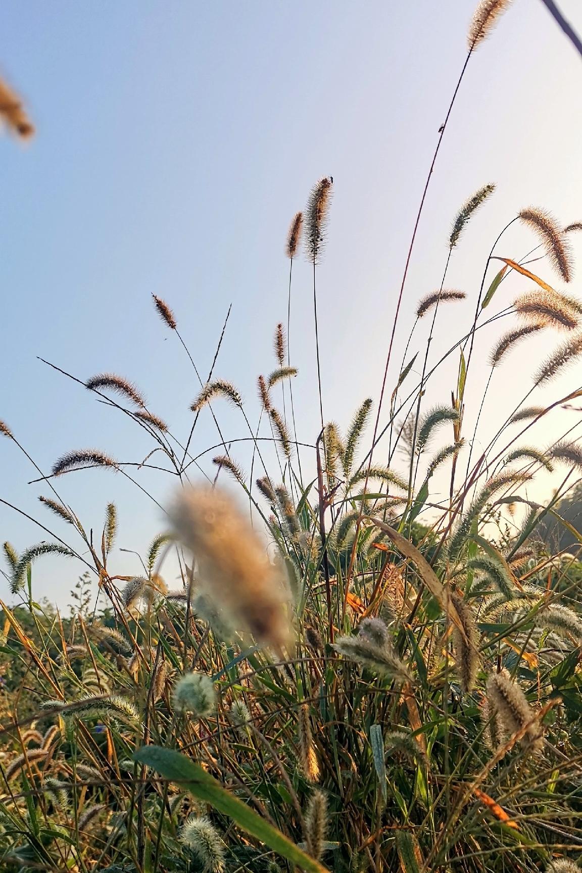 清晨，闲游山麓草地，看莠草漫野，秋风掠过，僵萎的杆茎挂着露珠颓然垂曳，昔日追着