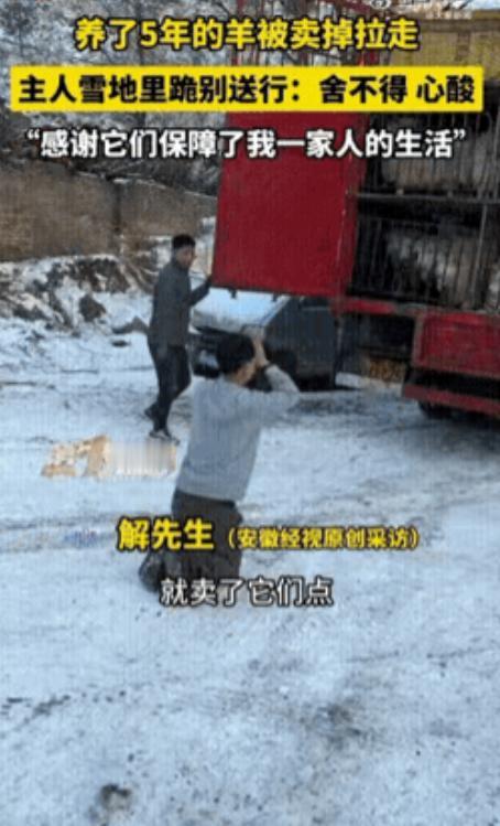 12月14日，山西忻州一名男子将养了5年的羊卖掉，当所有羊都被装上车即将被带走时