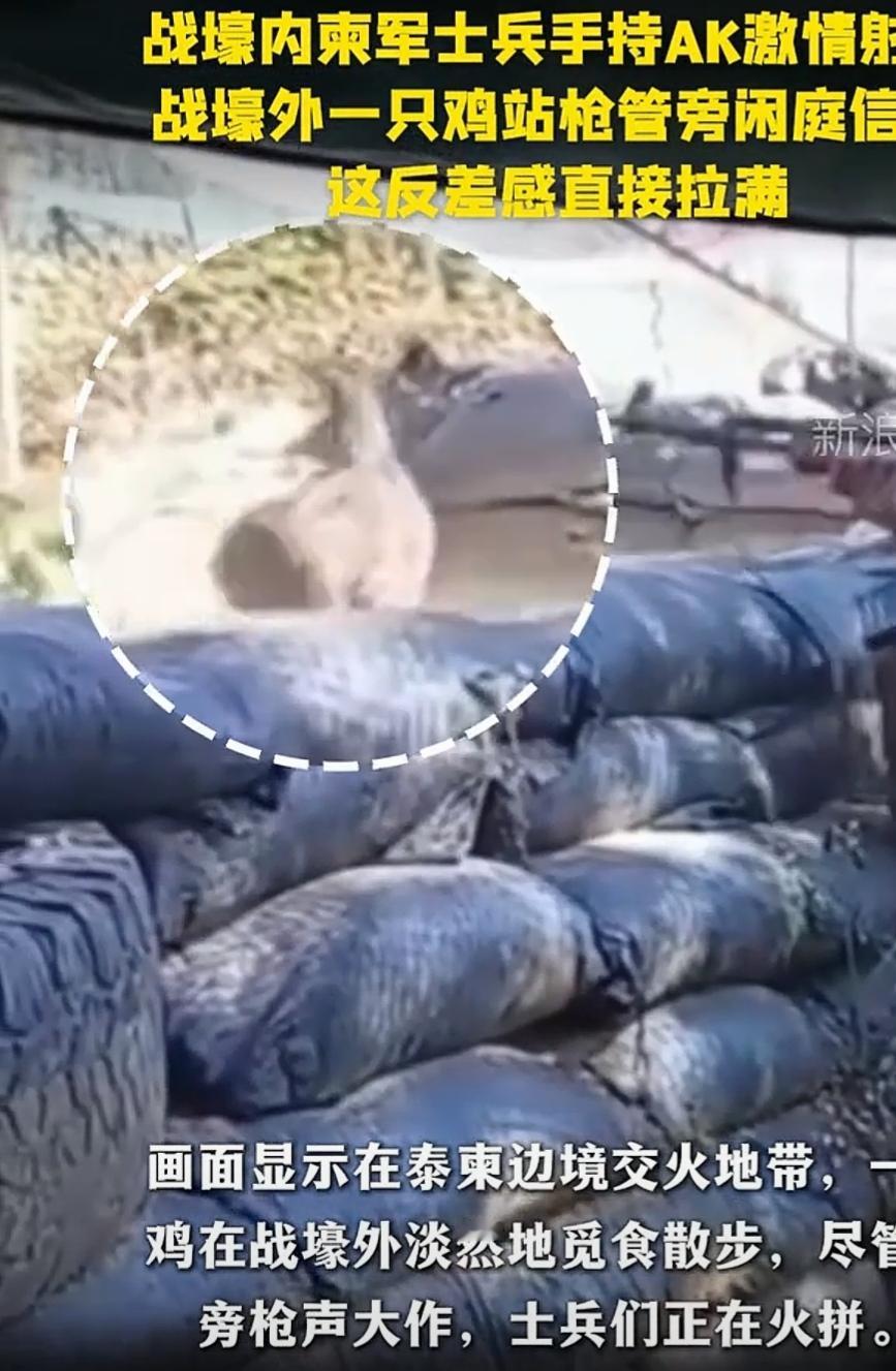 笑死我了！世间最淡定的鸡，看着柬泰士兵激烈交火，你是来劝降的还是看戏的？