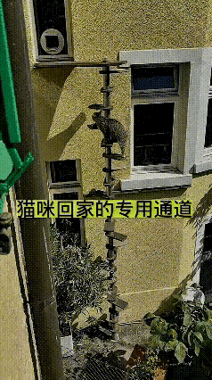 看完视频特别有感触。猫咪天性爱玩总想着往外跑，主人不愿约束它，又牵挂它的安全，特