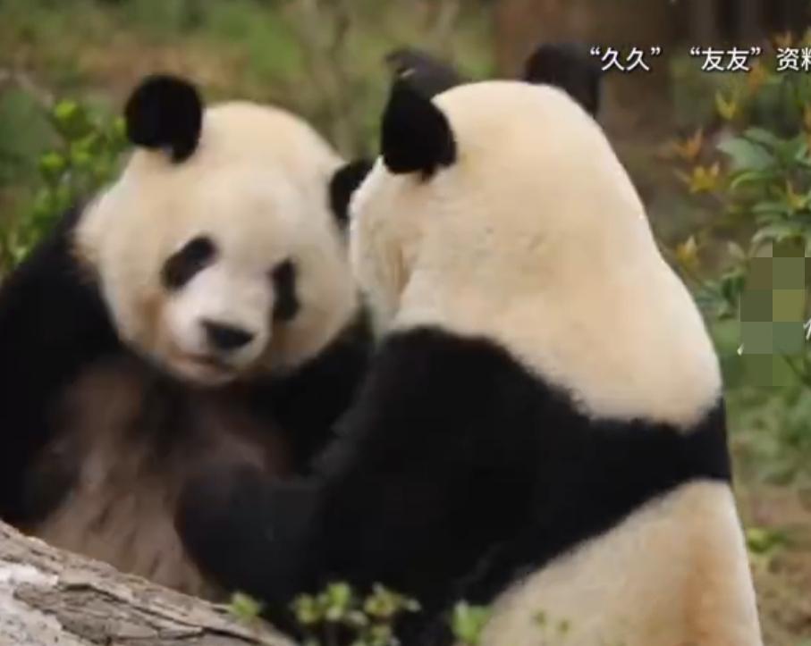 对于友友和久久出差广州动物园，还不是很担心，为什么这么说呢？第一，广州是经济强