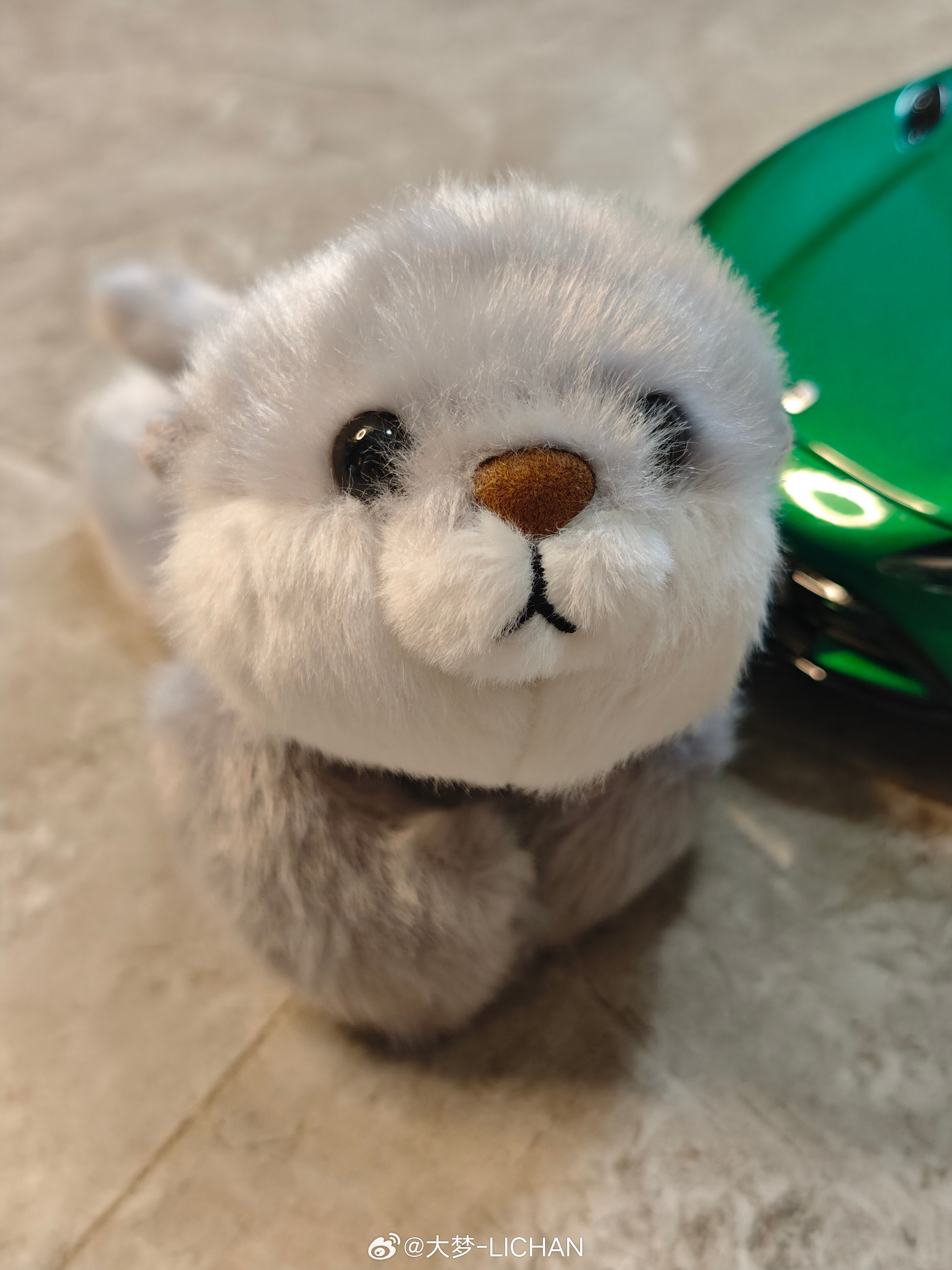 再拍点萌宠图发发，昨天发布会实在太火了，只抢到水獭的…顺便再来说说萌宠这个点，其