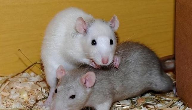 1956年，有科学家将一只公老鼠和几只母老鼠放在了一起，他们发现公鼠会和所有母鼠