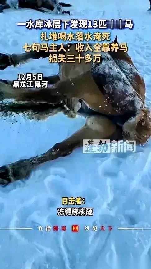 13匹马，像冰雕一样，冻死在了湖里。老汉扑通一声跪在冰上，用手扒拉着冰碴子，哭
