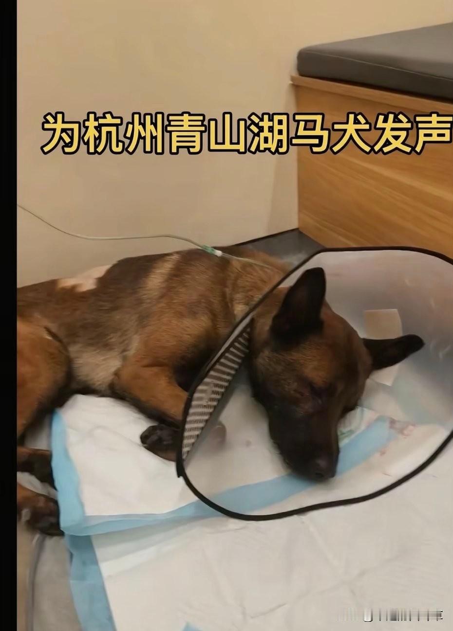 大狗主人懵了不仅托付朋友照顾的狗被未牵绳柯基挑衅，还被柯基主人用酒瓶砸得内脏受