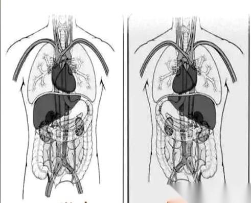 一直以为，电视剧里主角胸口中了一枪没死，摸着右胸说“不好意思，我心脏长反了”……
