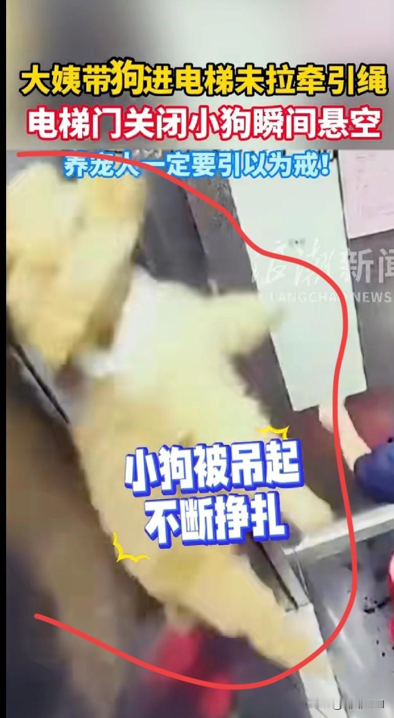 “家人们快看这个视频！一大姨带小狗坐电梯，没拴牵引绳，结果电梯门一关，小狗瞬间被